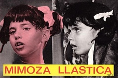 mimozallastica
