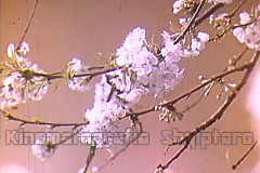 vlcsnap-2020-05-13-02h01m51s655